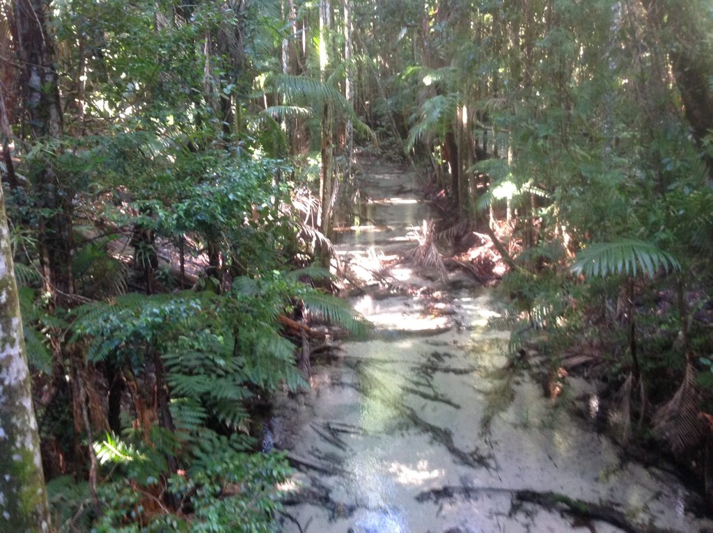I AM SUMMER: This is a photo of the pristine Wanggoolba Creek on Fraser Island. Taken by Lyn Day, 751 Bruce Highway, Chatsworth. Magic place. I AM SUMMER: This is a photo of the pristine Wanggoolba Creek on Fraser Island. Taken by Lyn Day, 751 Bruce Highway, Chatsworth. Magic place.